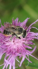 Megachile latimanus