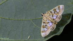 Glyphodes pryeri