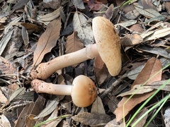 Validae