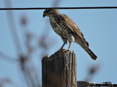 Buteo plagiatus