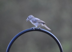 Baeolophus inornatus