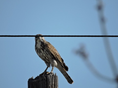Buteo plagiatus