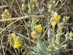 Linaria dalmatica