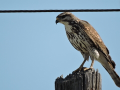 Buteo plagiatus