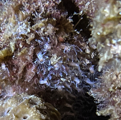 Clavularia crassa