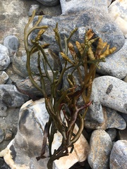 Pelvetia canaliculata