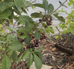 Aronia melanocarpa
