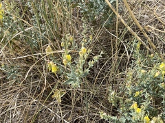Linaria dalmatica