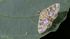 Glyphodes pryeri