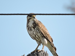 Buteo plagiatus