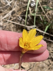 Zephyranthes tubispatha