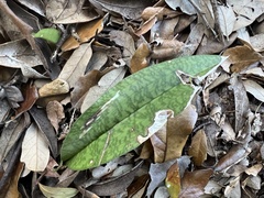 Eulophia maculata