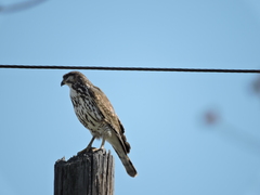 Buteo plagiatus