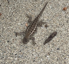 Sceloporus occidentalis bocourtii