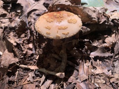 Amanita flavoconia