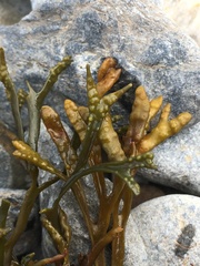 Pelvetia canaliculata