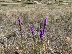 Liatris punctata