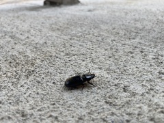 Odontotaenius disjunctus