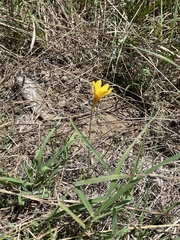 Zephyranthes tubispatha