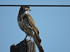 Buteo plagiatus