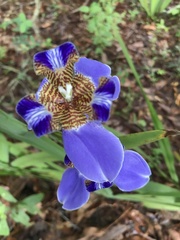 Trimezia coerulea