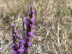 Liatris punctata