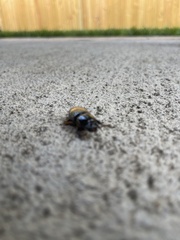 Odontotaenius disjunctus