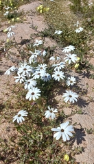 Dimorphotheca pluvialis