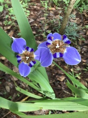 Trimezia coerulea