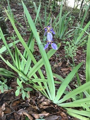 Trimezia coerulea
