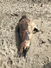 Otariidae