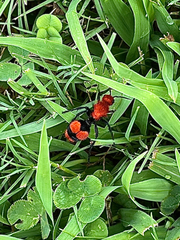 Dasymutilla occidentalis