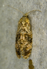 Cochylini
