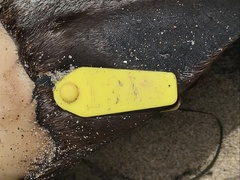 Otariidae