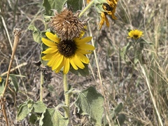 Helianthus petiolaris