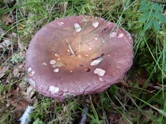 Russula sanguinea
