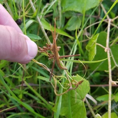 Achurum carinatum