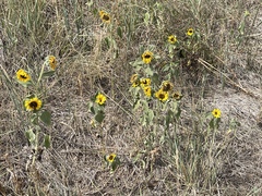 Helianthus petiolaris