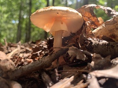 Amanita flavoconia