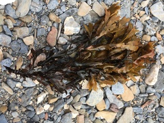 Fucus serratus