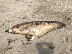 Otariidae