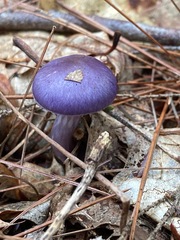 Cortinarius iodes