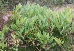 Polygonatum odoratum