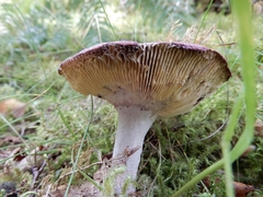 Russula sanguinea