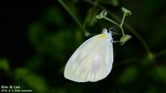 Pieris melete