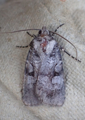 Feltia geniculata