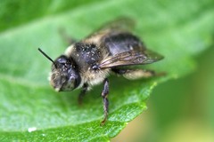Anthophora
