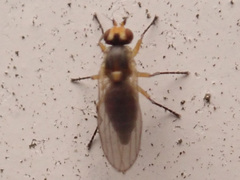 Liriomyza