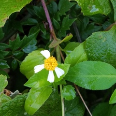 Bidens alba