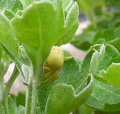 Misumena vatia